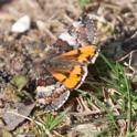 Archiearis parthenias (Orange Underwing).jpg